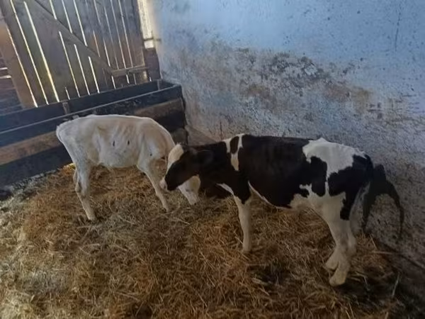 Touro, Russian Black pied cattle