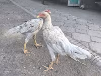 Shamo chickens — 1. fotó
