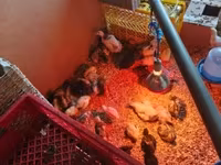Chickens — 2. fotó