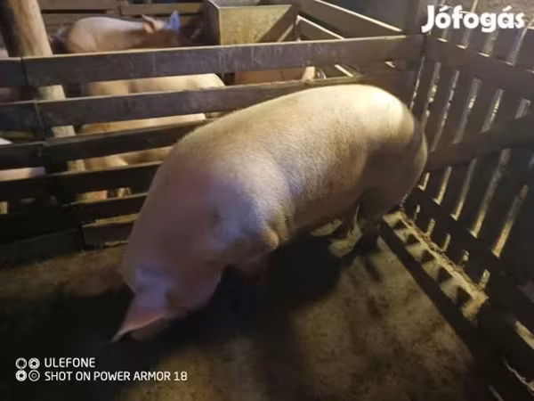 Sow,  — Hungary