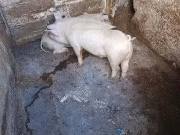 Schweine (Partie, Geschlecht nicht angegeben), Schweine — Ungarn