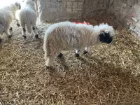 Qoç, Wallis Country sheep — foto 1
