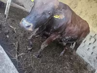 Bika, Red Estonian cattle — 6. fotó