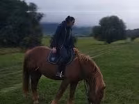 Cavalo, Cavalos — foto 8