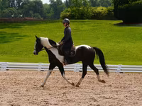 घोड़ा, Friesian — फ़ोटो 4