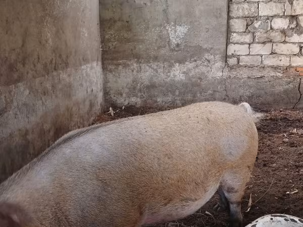 Knur, Świnie