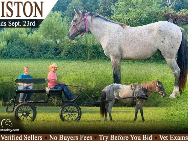 Hing, Australian Pony
