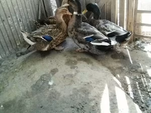 Ducks