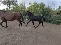 Cheval, Chevaux — photo 1