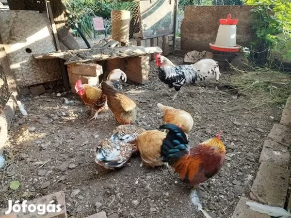 हैम्बर्ग