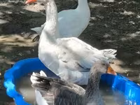 Geese — الصورة 2