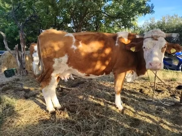 Vache, Simmental cattle — Hongrie