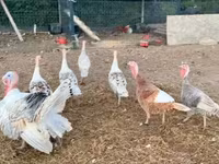 Turkeys — 1-сурет
