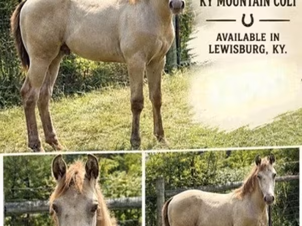 Hing, Kentucky mountain daddle horse