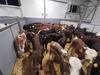 Tehén, Simmental cattle — 4. fotó