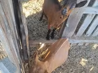 Cabro, Cabras — foto 2