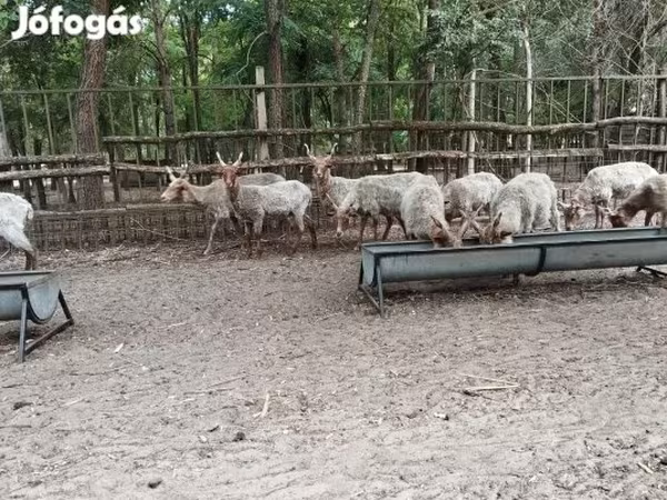كبش, Racka sheep — هنغاريا