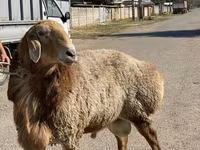Baran, Arashan sheep — zdjęcie 8