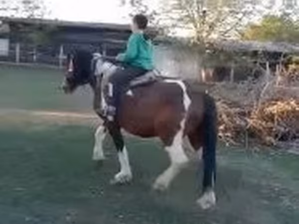 Cavalo, Cavalos — Hungria