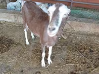 बकरी, LaMancha goats — फ़ोटो 2
