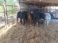 Vaca, Aberdeen-Angus — foto 3
