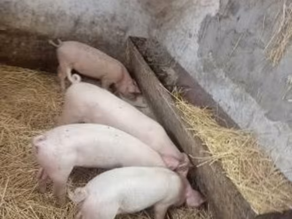 Sow, Pigs