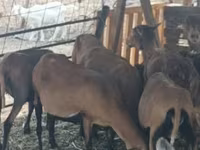 Schaf, Cameroon sheep — Foto 3