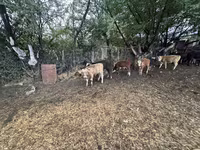 Bika, Swiss cattle — 2. fotó