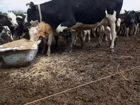 Kuh, Holstein-Rasse — Foto 2