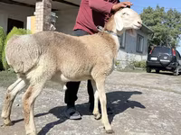 Bélier, Arashan sheep — photo 3