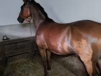 公马, Hungarian horse breed — 照片 1