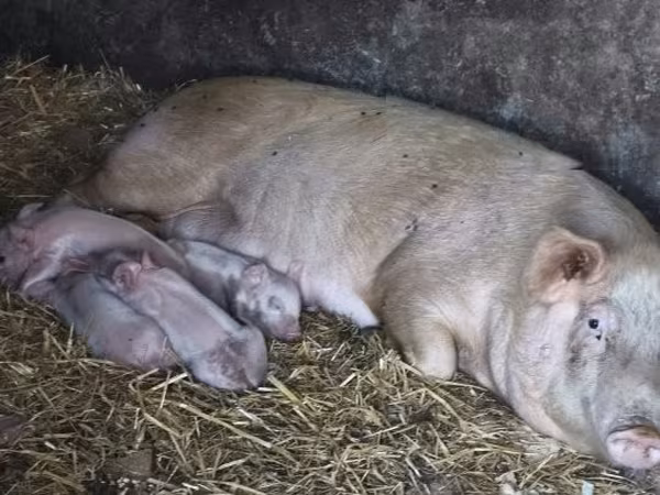 猪（批次，未指定性别）, Pigs