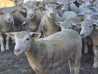 Schaf, Ile-de-France sheep — Foto 1