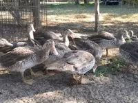 Ducks — 照片 2