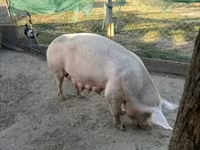 Sow, Pigs — photo 5