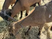 母山羊, Alpine goat — 照片 2