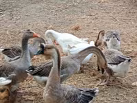 Geese — 5-сурет
