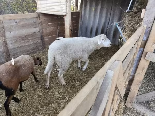 Ram, Cameroon sheep