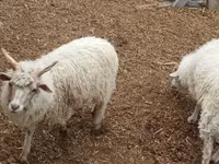 كبش, الأغنام — الصورة 4