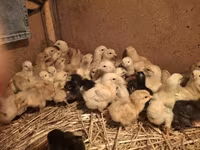 Chickens — foto 4
