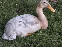 Ducks — foto 2