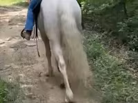 Hengst, Kentucky mountain daddle horse — Foto 2