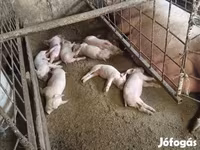 猪（批次，未指定性别）, Pigs — 照片 2