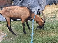 公山羊, Goats — 照片 4