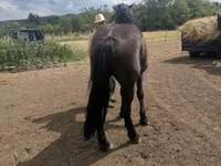 Mare, Međimurje horse — photo 3