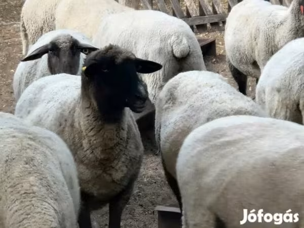 نعجة, Tsigai sheep
