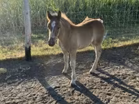 Caballo, Caballos — foto 2