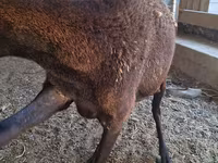 Schaf, Arashan sheep — Foto 3