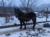 Hing, Hungarian horse breed — 3. fotó