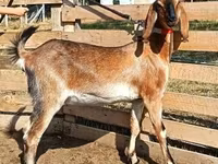 母山羊, Nubian Goat — 照片 5
